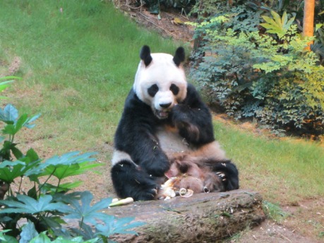 Panda-Bears-at-Ocean-Park-Hong-Kong